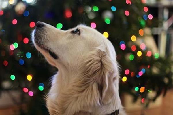 Golden-Retriever (1)