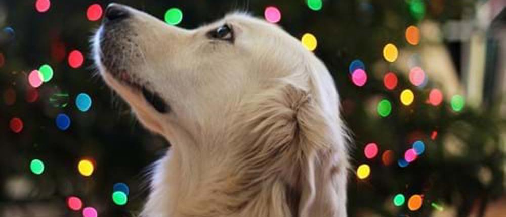 Golden-Retriever (1)