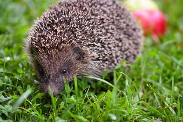 Hedgehog