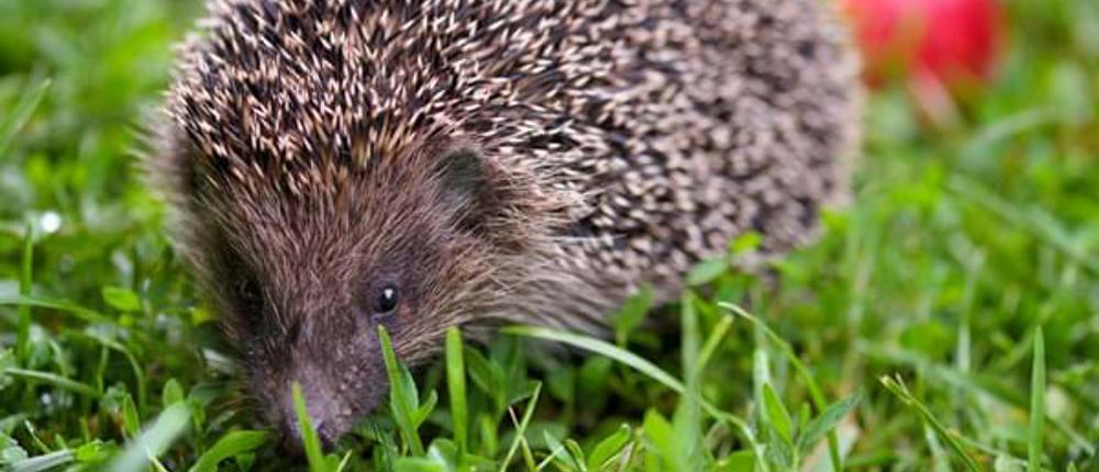 Hedgehog