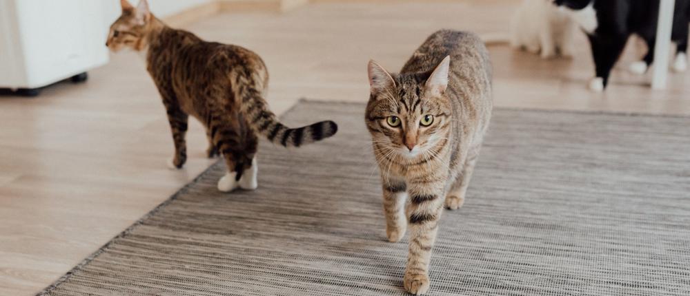 Cats On A Rug