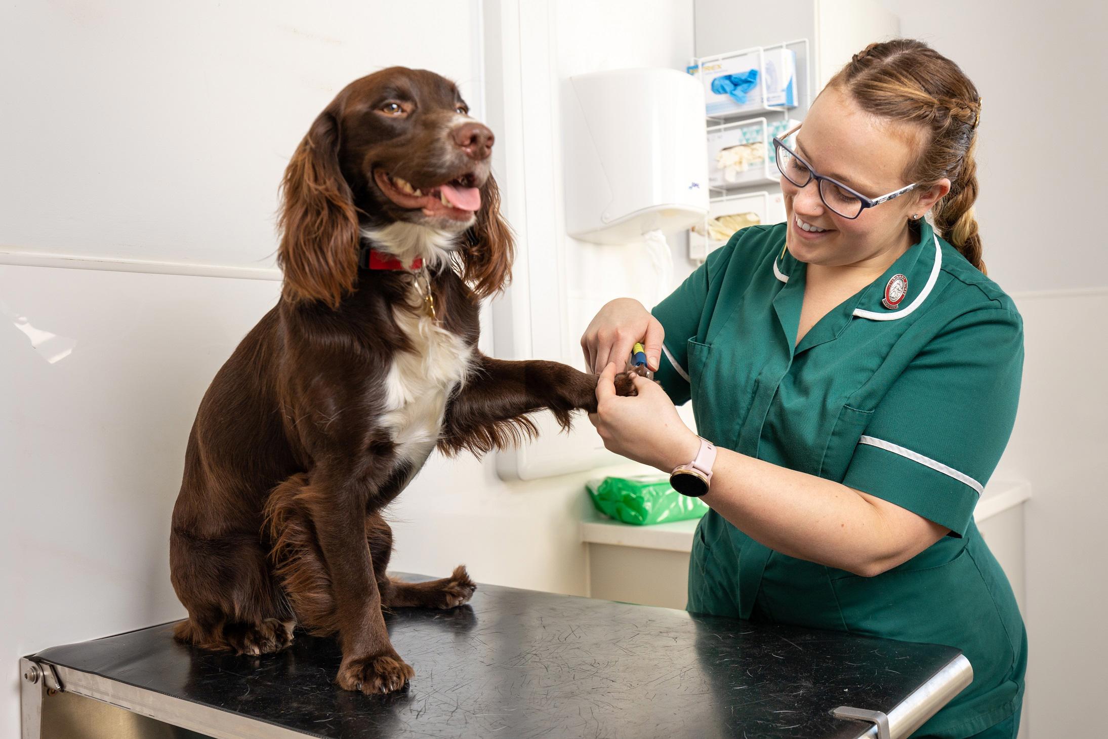 Veterinary Nursing degrees Hartpury University