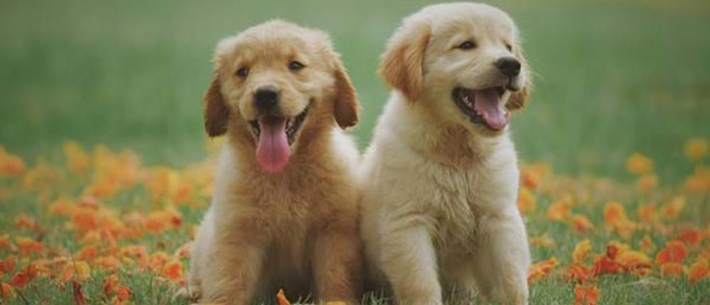 Two-Golden-Retriever-Puppies