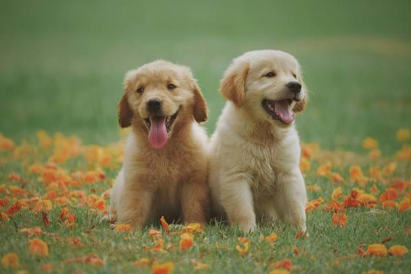 Two-Golden-Retriever-Puppies