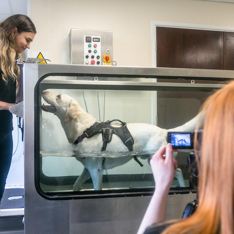 Canine Hydrotherapy