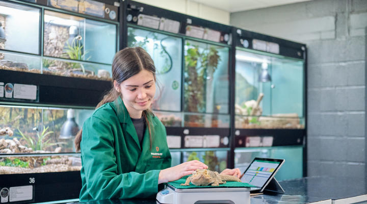 College Animal Reptile Weighing