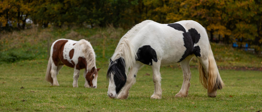 Horse Turnout