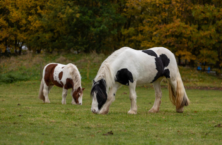 Horse Turnout