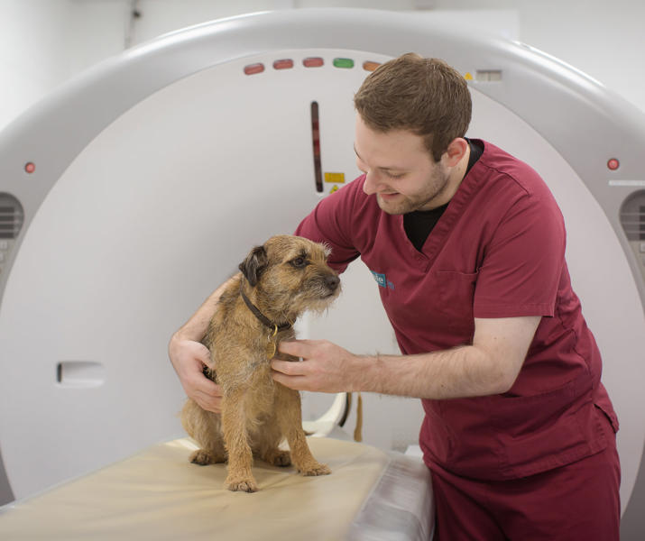 Vale Vets Dog And Veterinary Nurse In Ct Scanner