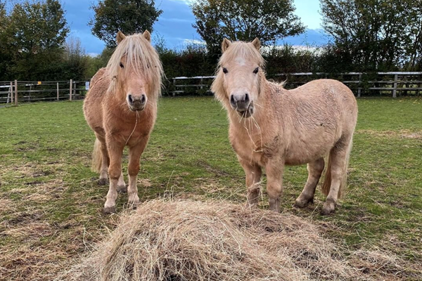 Two-Ponies