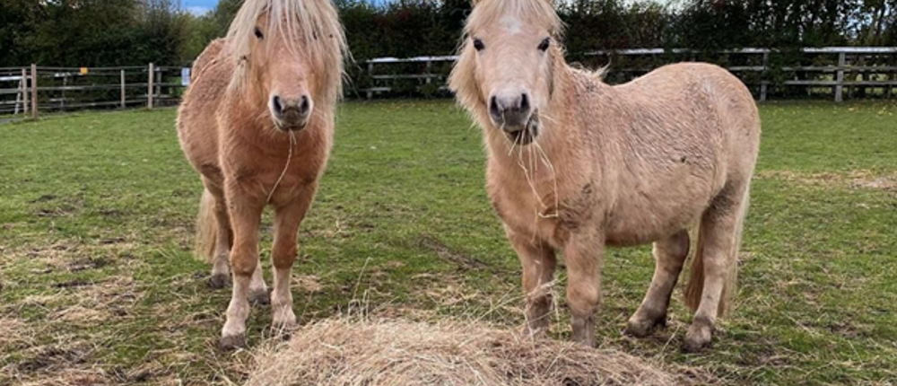 Two-Ponies