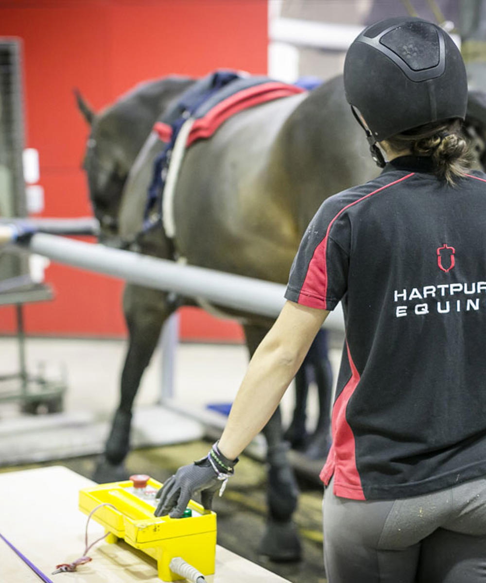 Postgraduate Certificate Equine Performance And Rehabilitation