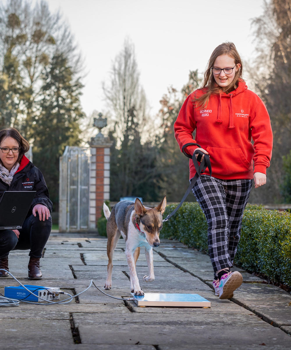 Students And Lecturer Working With Dog And Canine Force Plate