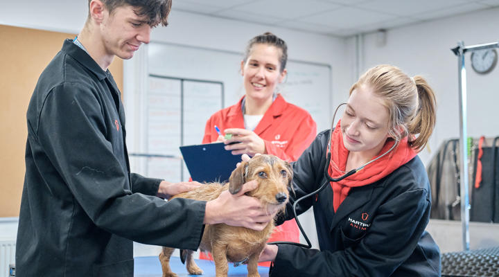 College Animal Dog Health Check