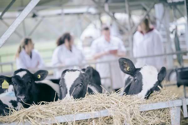Cows-Eating