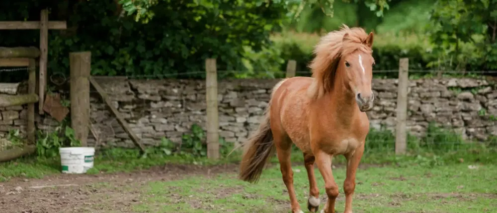 Grazing System Horse.Jpg