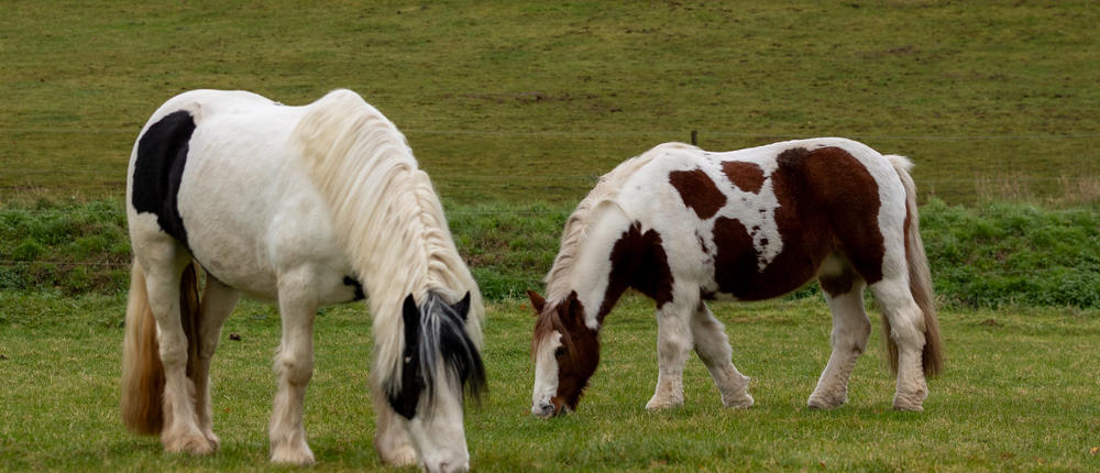 Horses Grazing