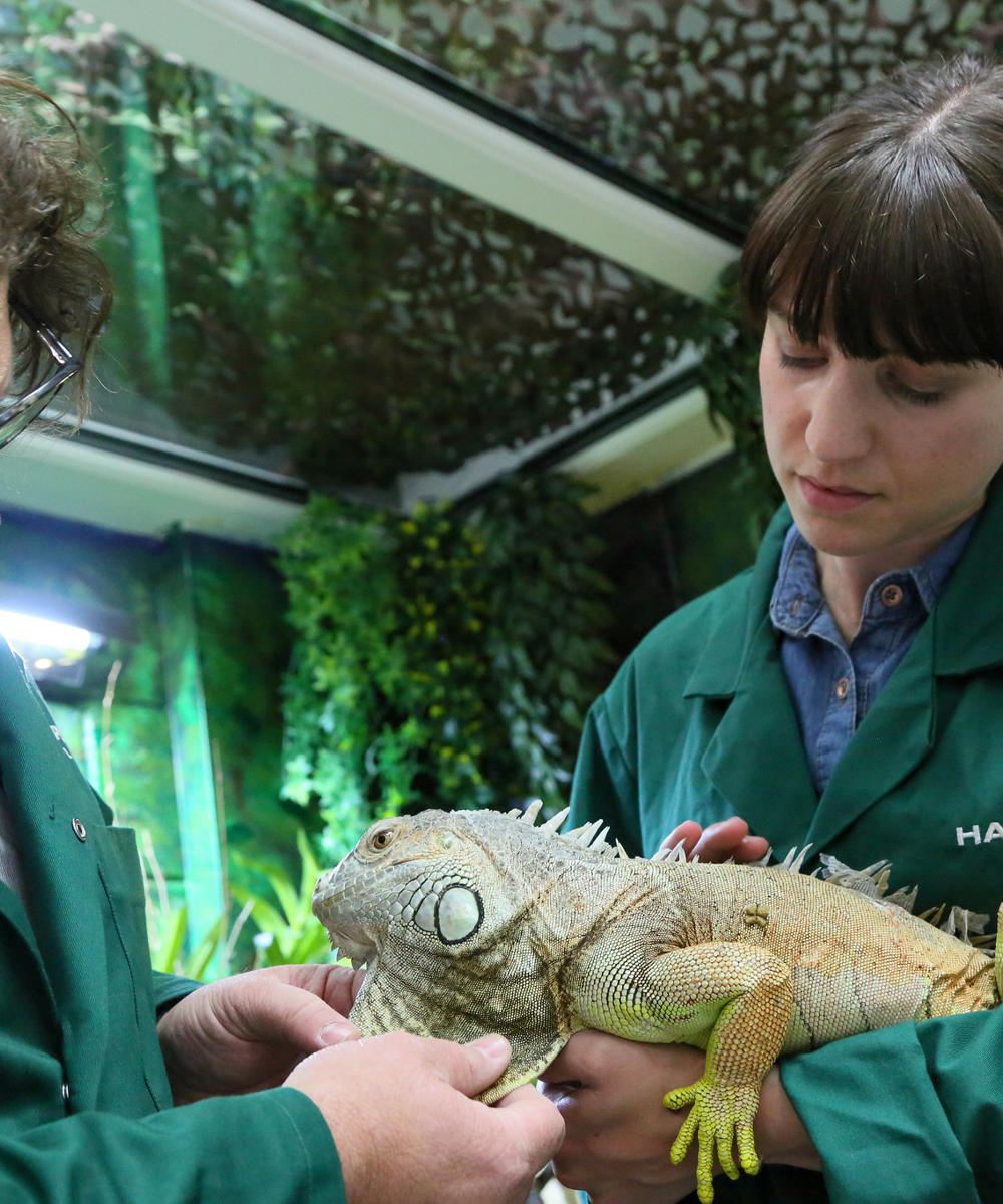 Reptile handling