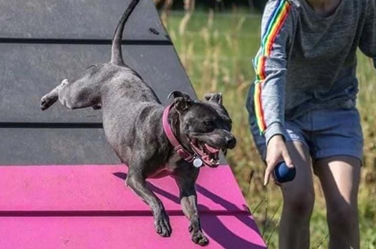 Ellie Evans Agility