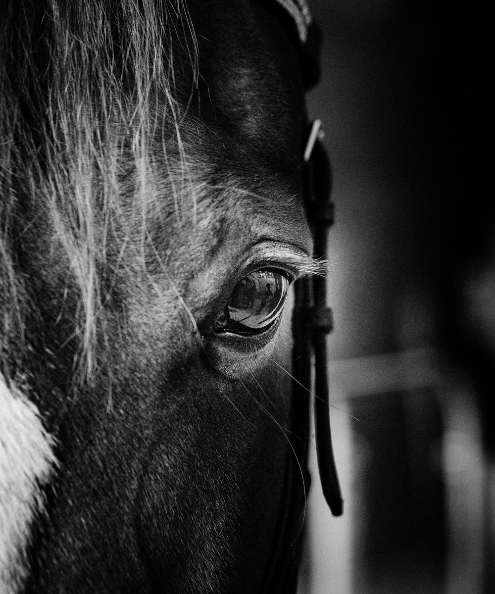 Equitation Science Hartpury