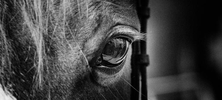 Equitation Science Hartpury