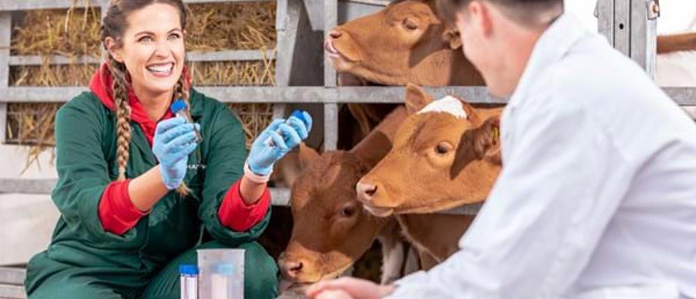 Cow-Science-Research-Aisling-Carroll