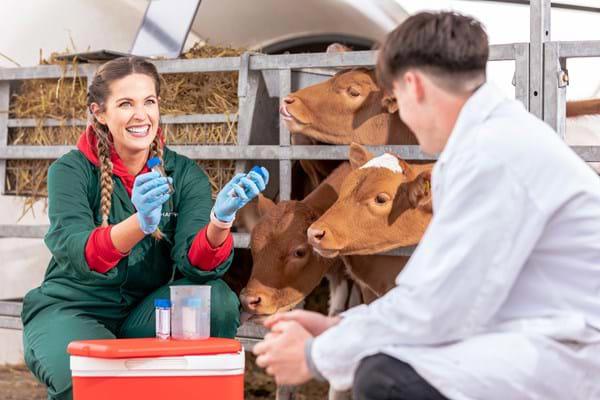 Cow-Science-Research-Aisling-Carroll