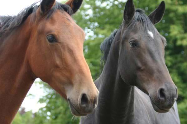 Two-Horses