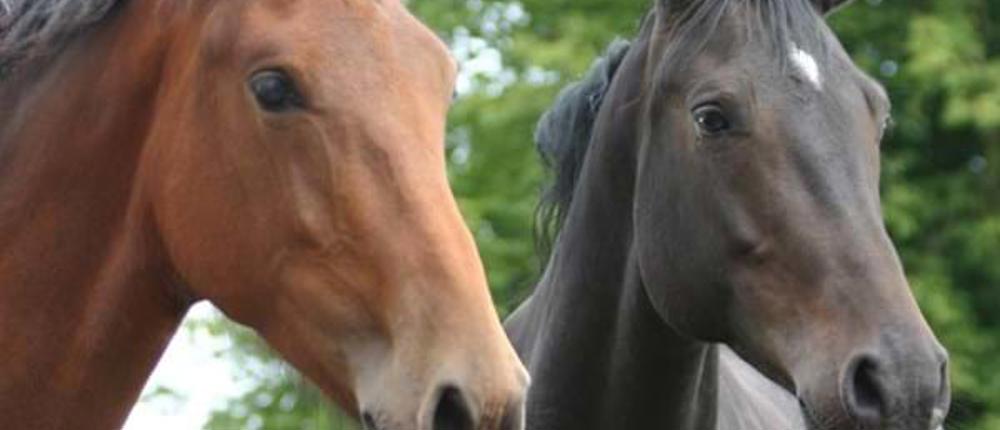Two-Horses