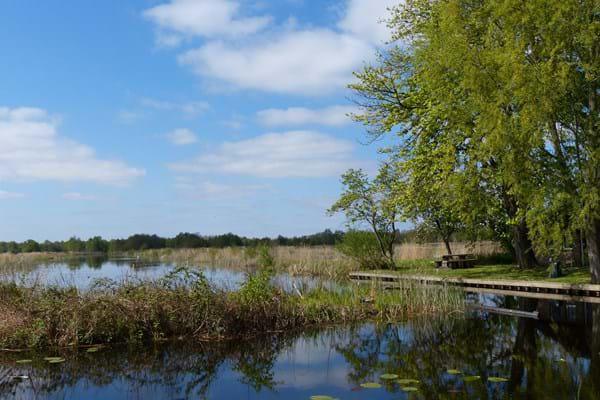 Wetlands (1)
