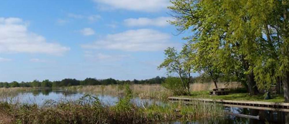 Wetlands (1)