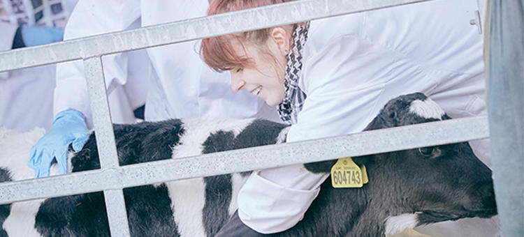 Bsc Hons Agriculture With Livestock Science