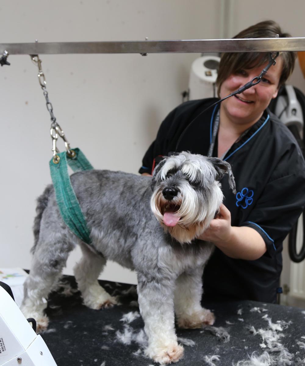 Dog Grooming