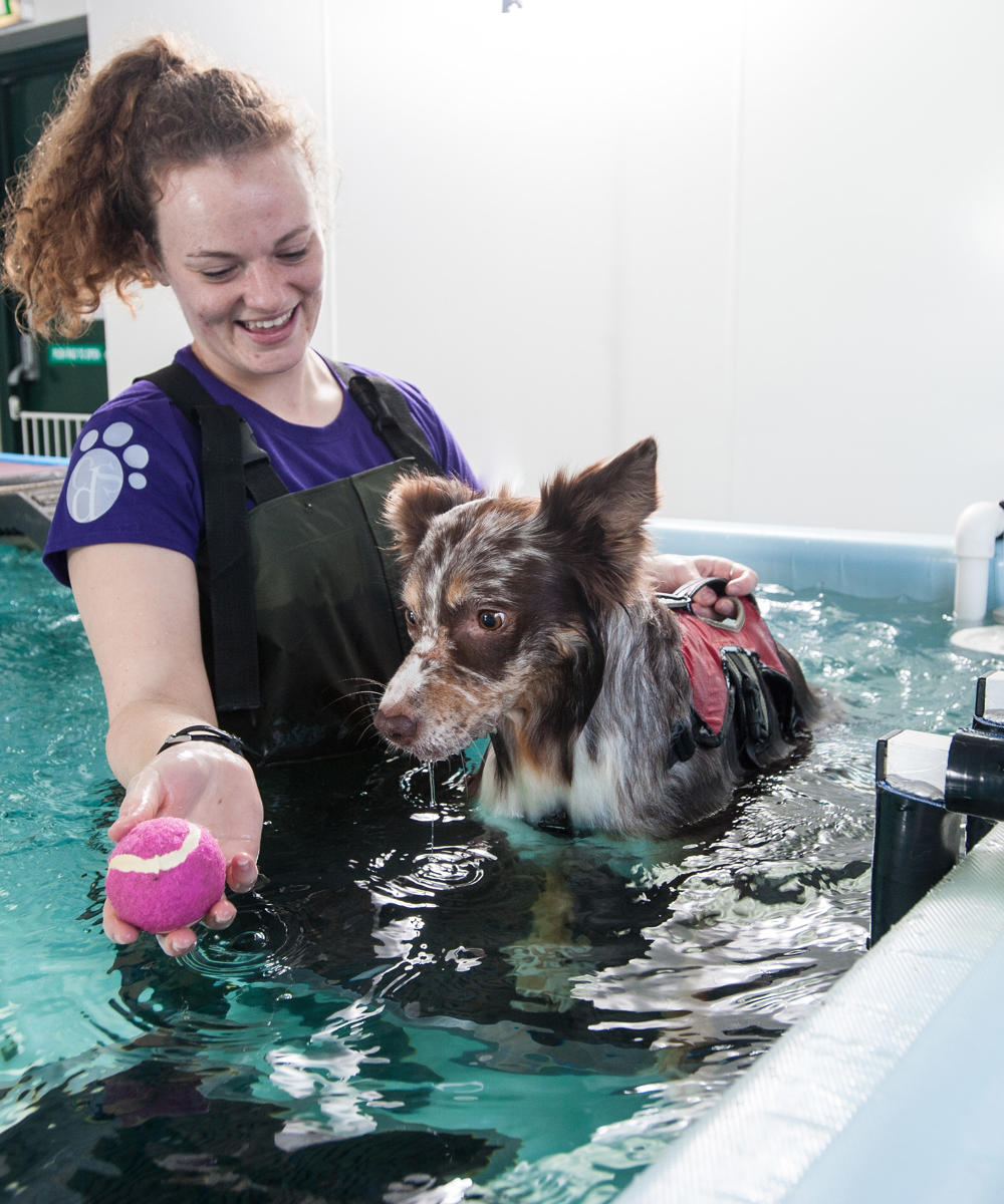 Cotswold Dog Spa Swimming