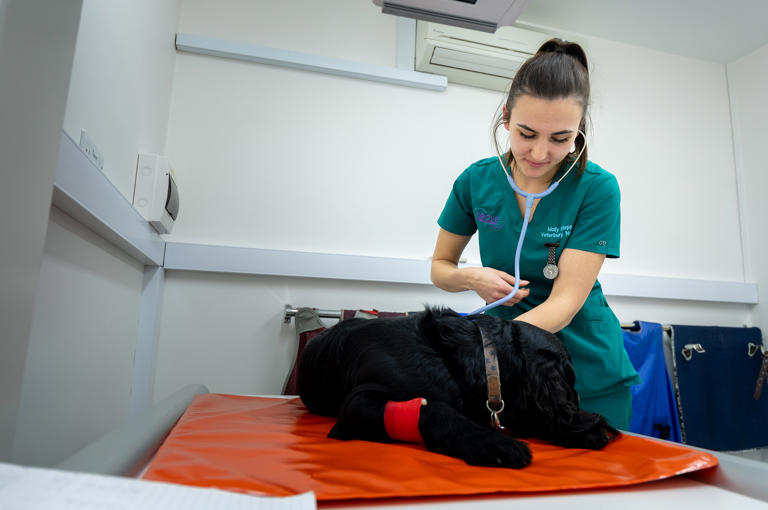 Drove Vets Veterinary Nurse And Dog