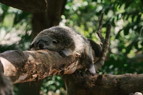 Small-Carnivore
