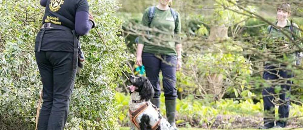 Dog Training
