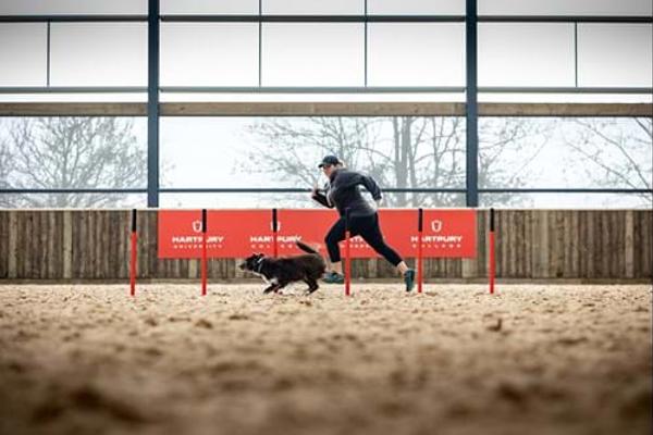 Dog-Agility-Weaves