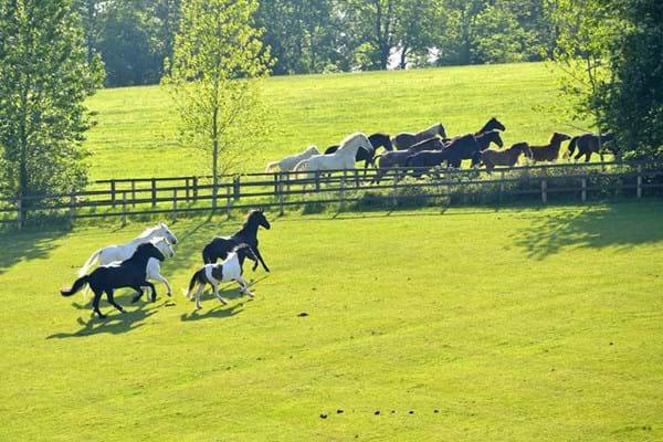 Horse-Herd
