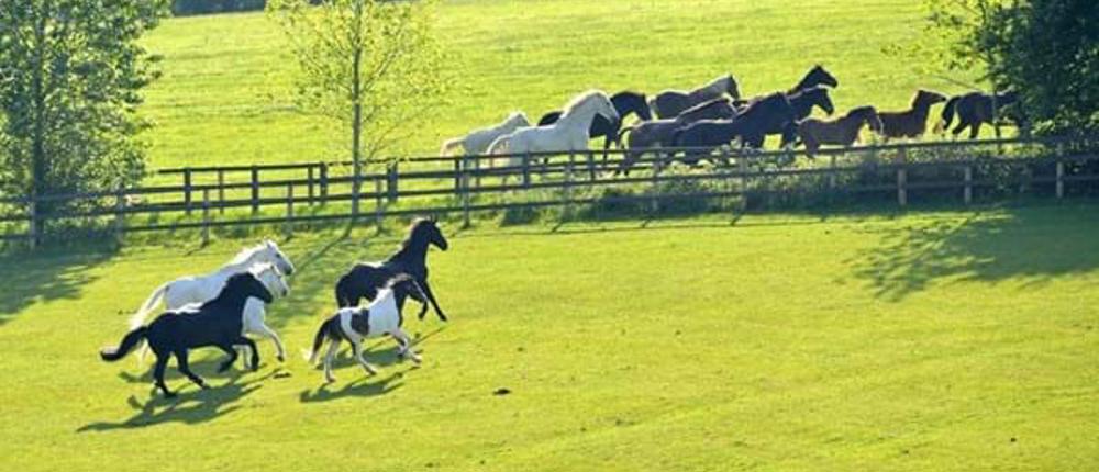 Horse-Herd