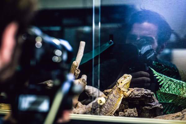 Bearded-Dragon-Photography