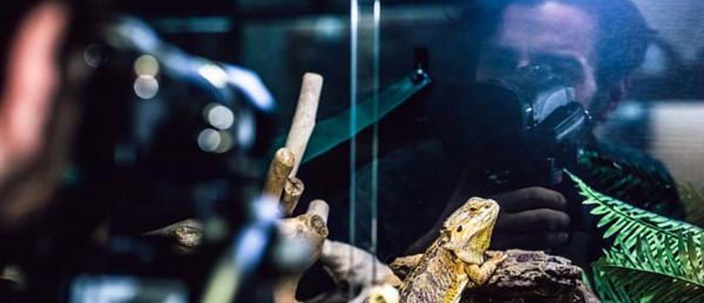 Bearded-Dragon-Photography
