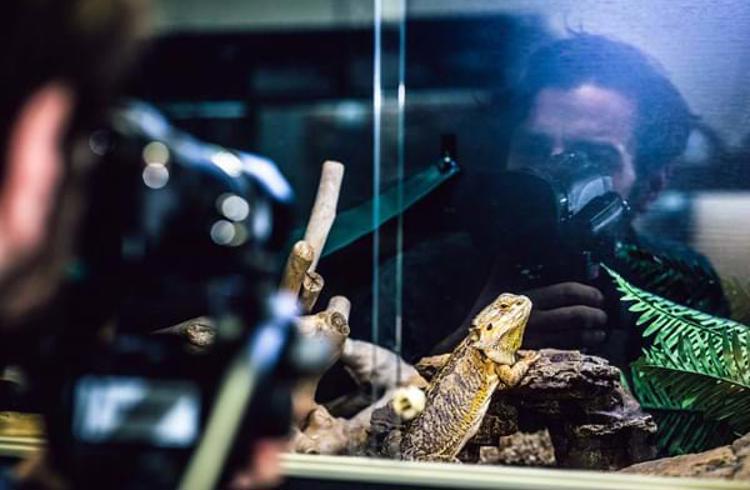 Bearded-Dragon-Photography