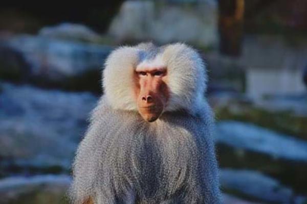 Monkey-In-Snow