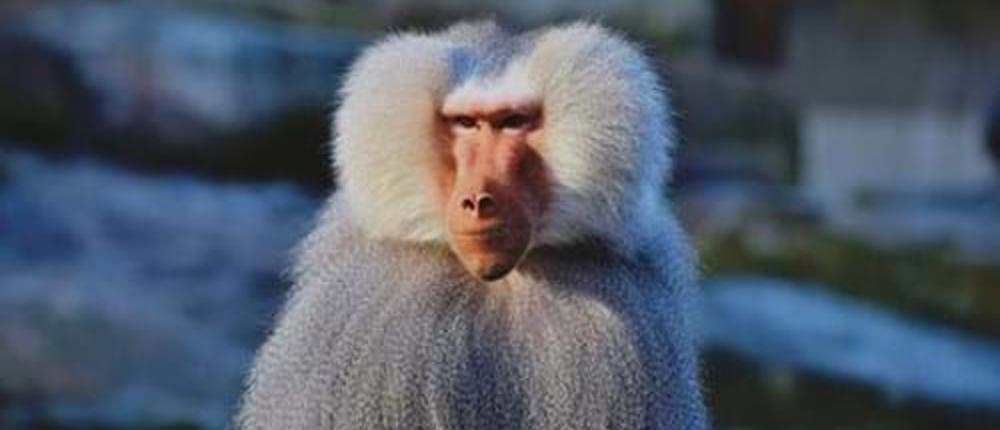 Monkey-In-Snow