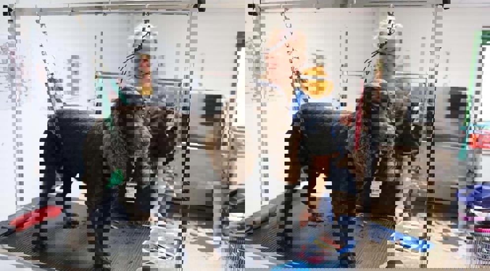 Dog grooming Hartpury University & Hartpury College