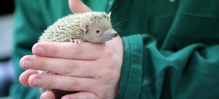 Level 2 Animal Care