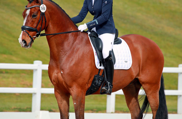 Unaffiliated Dressage