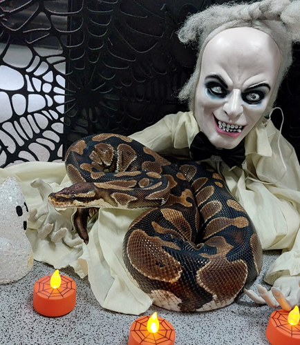 A snake with Halloween decorations