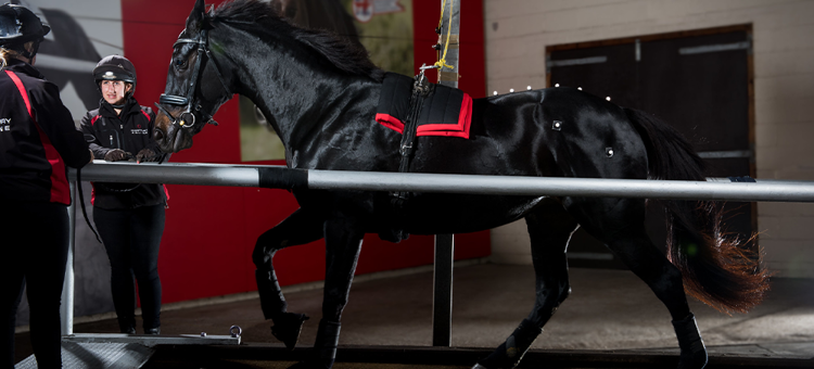 Bsc Hons Equine Performance And Rehabilitation